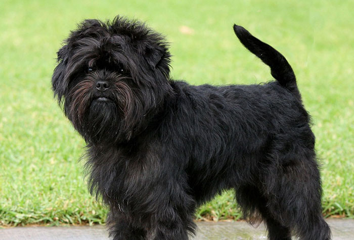 Redevet racas Affenpinscher