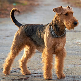 Terrier redevet peq