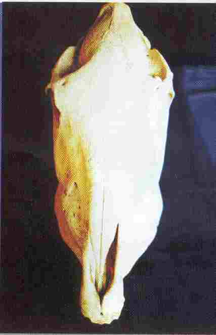 Cranio animal Redevet