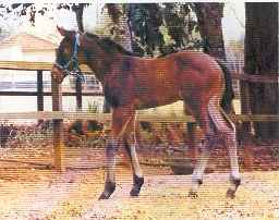 Deformidade potros redevet2