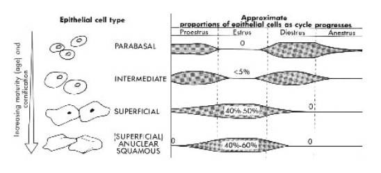 Redevet citologia vaginal revistavet