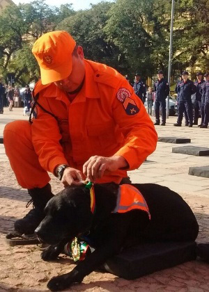 Redevet cãolabrador aposentado1