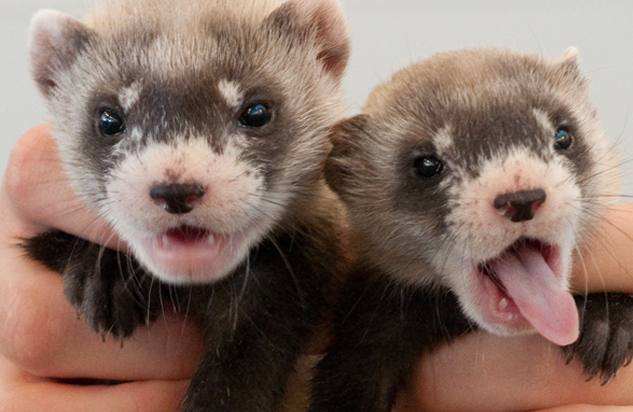 Redevet ferrets1
