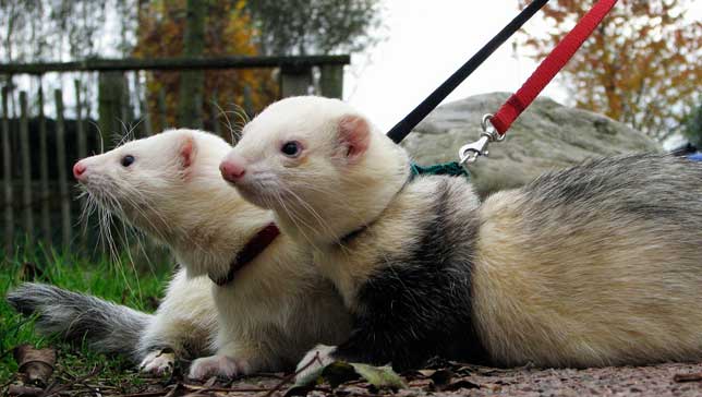 Redevet ferrets4