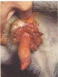 Redevet neoplasia penis prepucio cao