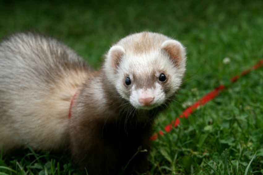 domestic ferret2