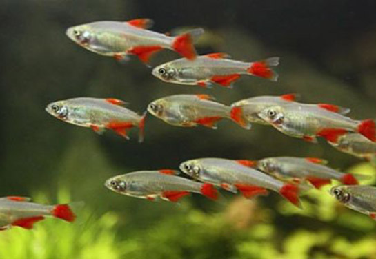 Redevet Aphyoocharax