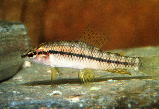 Redevet Characidium Rachovii