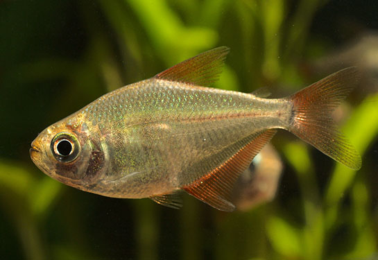 Redevet Gymnocorymbus socolofi