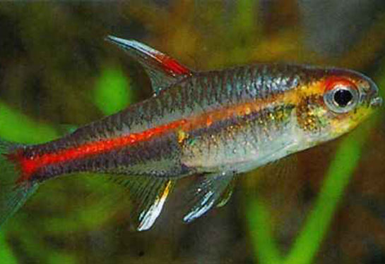 Redevet Hemigrammus Erythrozonus