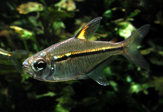 Redevet Hemigrammus Ulrey