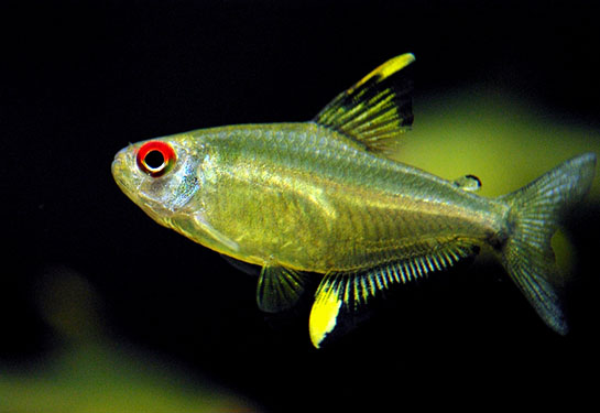 Redevet Hyphessobrycon Pulchripinni