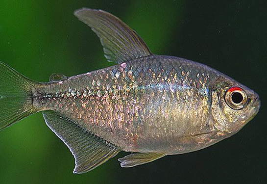 Redevet Moenkhausia Pitteri