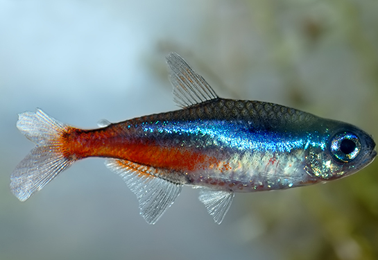 Redevet Paracheirodon innesi aka