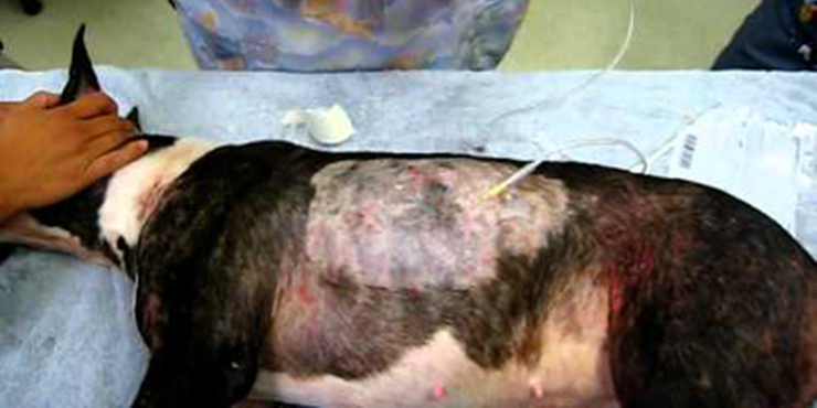 Redevet Pneumotórax