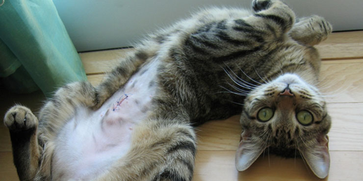 Redevet castracao gatos1