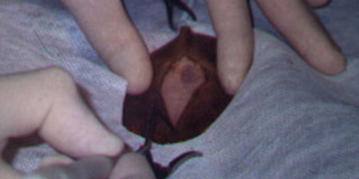 Redevet cirurgia castracao gata