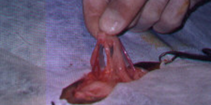 Redevet cirurgia castracao gata2