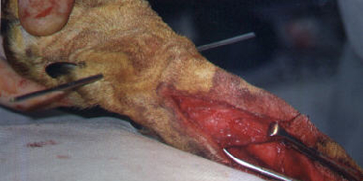 Redevet cirurgia radio ulna externo2