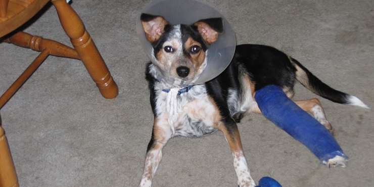 Redevet fixação tibia1