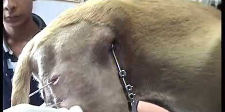 Redevet fixação femur2