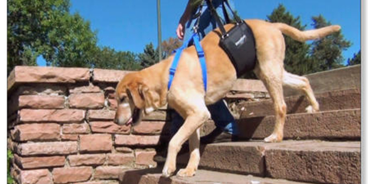 Redevet fratura coxal 1