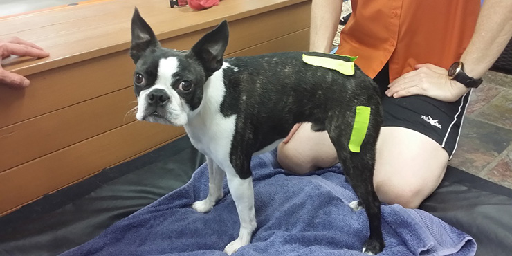 Redevet luxacao coluna2