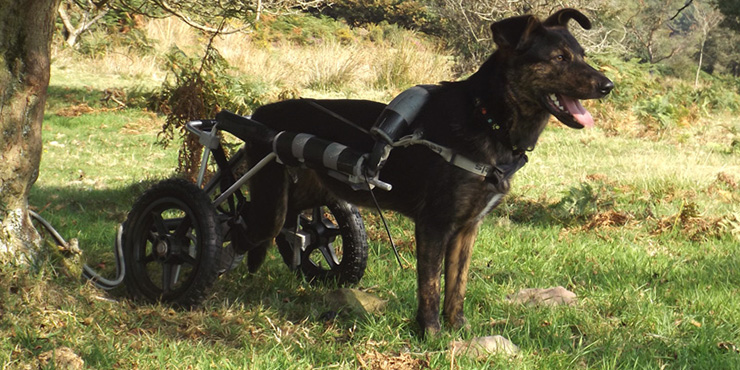 Redevet luxacao patelar1