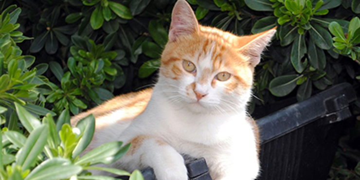 Redevet orquiectomia felina