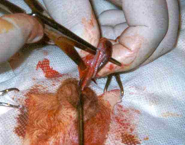 Redevet orquiectomia felina11