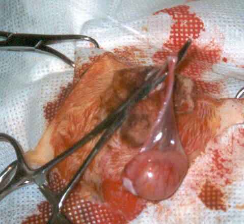 Redevet orquiectomia felina12