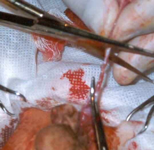 Redevet orquiectomia felina6