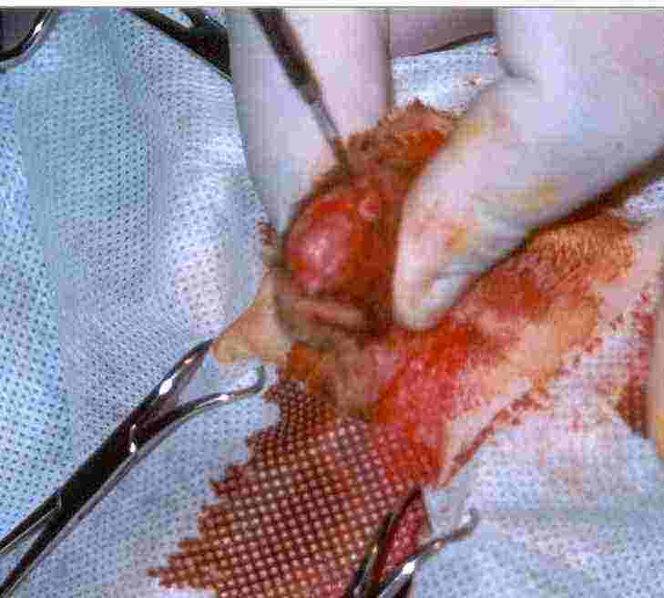 Redevet orquiectomia felina7