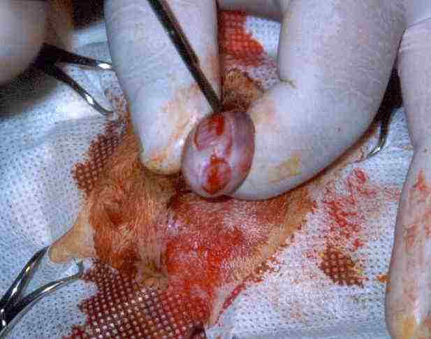 Redevet orquiectomia felina10