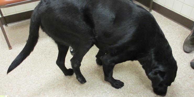 Redevet pino intromedular femur