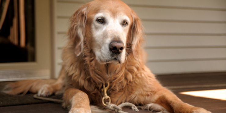 Redevet piometria cadelas