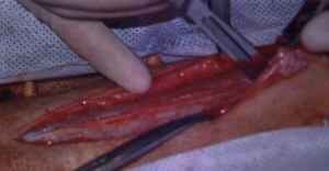 Redevet-piometria-cadelas1