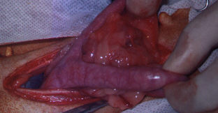 Redevet-piometria-cadelas2