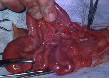 Redevet-piometria-cadelas4