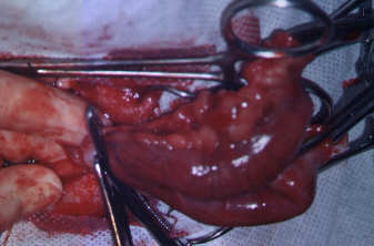 Redevet-piometria-cadelas6