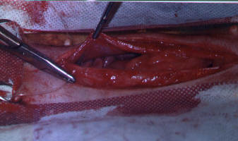 Redevet-piometria-cadelas7