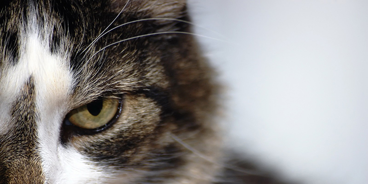 Redevet resseccao cabeca femur gatos