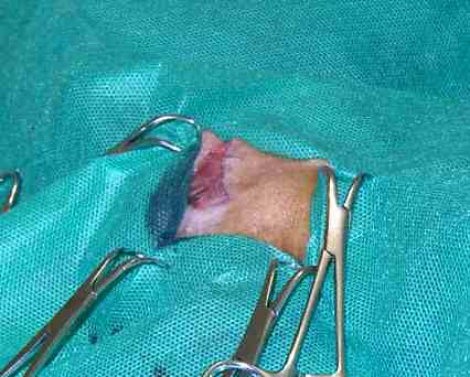 Redevet-resseccao-cabeca-femur-gatos1