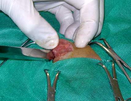 Redevet-resseccao-cabeca-femur-gatos3