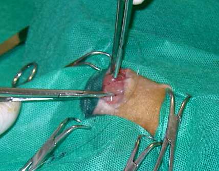 Redevet-resseccao-cabeca-femur-gatos7