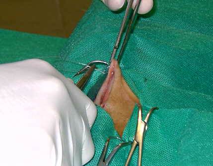 Redevet-resseccao-cabeca-femur-gatos9