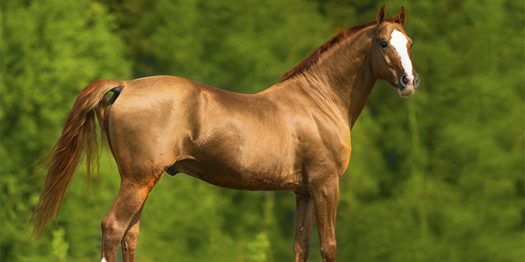 Redevet resseccao cabeca femur