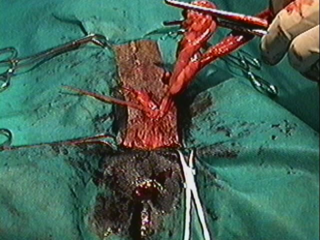 Redevet orquiectomia felina11