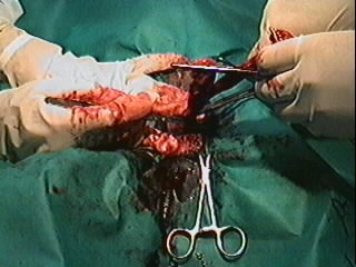 Redevet orquiectomia felina12