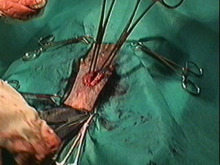 Redevet orquiectomia felina11